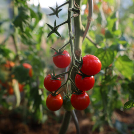 Mexikanische Honigtomate