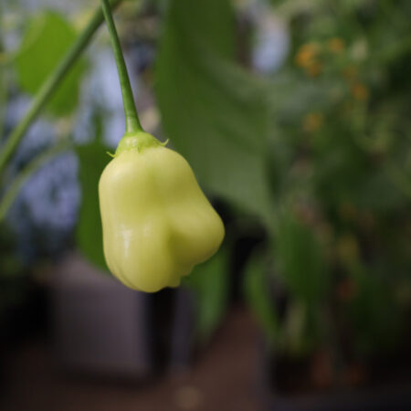 Aji white Fantasy