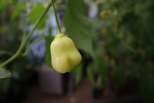 Aji white Fantasy