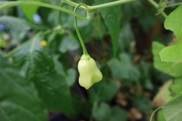 Aji white Fantasy – Bild 2