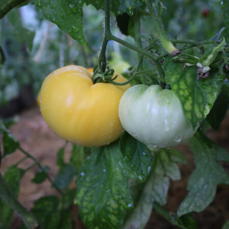 Great white Beefsteak