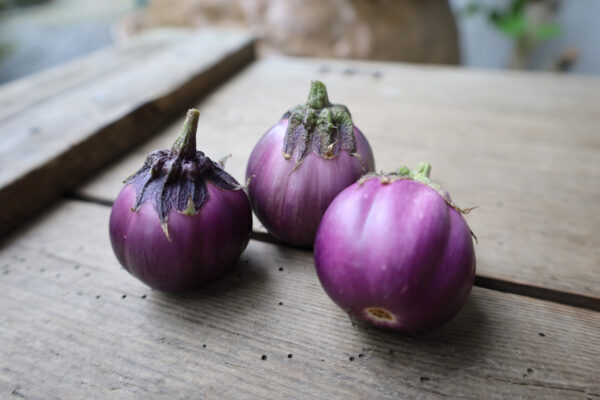 Aubergine Patio Baby