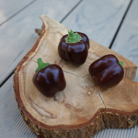 Snackpaprika Schokolade