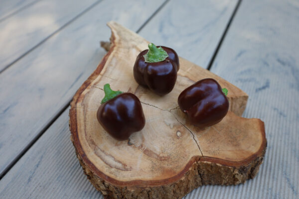 Snackpaprika Schokolade