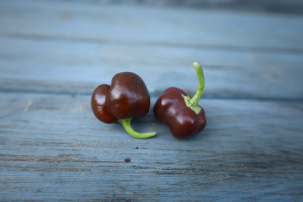 Snackpaprika Schokolade – Bild 2